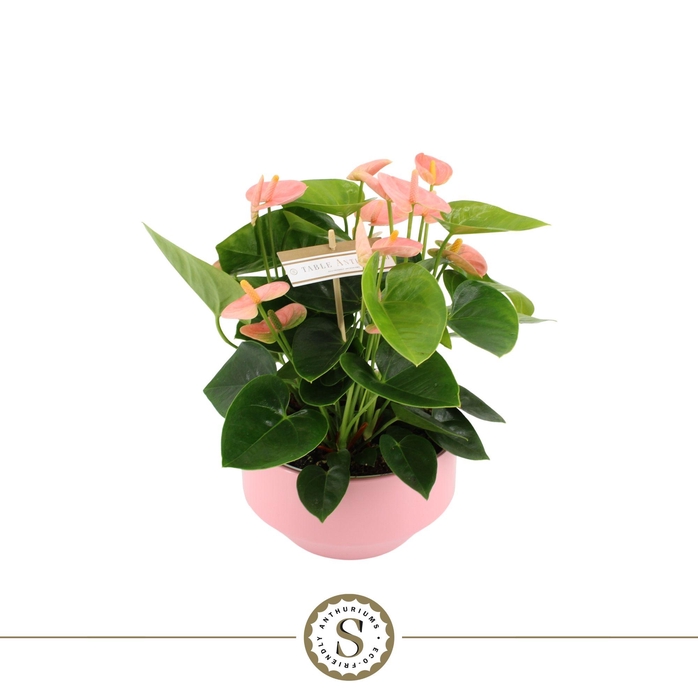 <h4>Table Anthurium Spirit in Lucca Keramiek</h4>