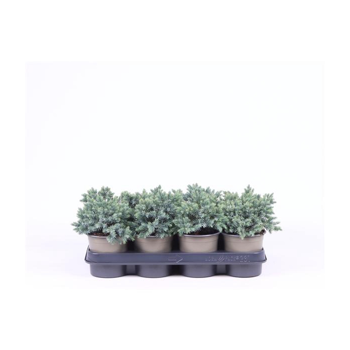 <h4>Juniperus squamata 'Blue Star'</h4>