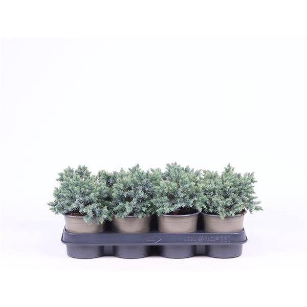 Juniperus squamata 'Blue Star'