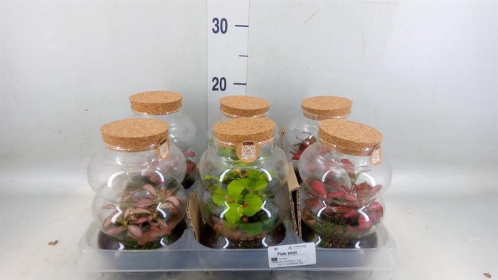 <h4>Arr. Kamerplant Groen H%</h4>