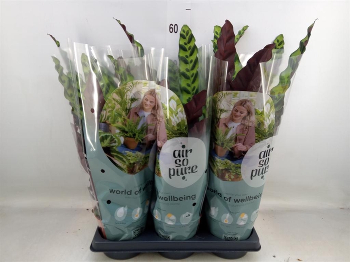 <h4>Calathea lancifolia</h4>