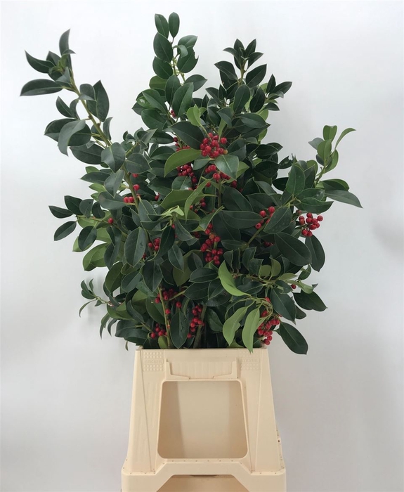 <h4>Ilex Groen Rode Bes</h4>