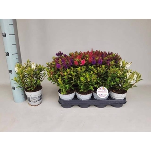 HEBE ALL BLOOMS GEM