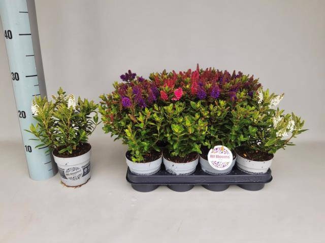 <h4>HEBE ALL BLOOMS GEM</h4>