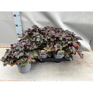 Heuch Mi Palace Purp