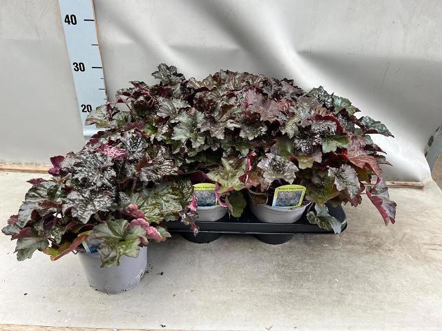 <h4>HEUCH MI PALACE PURP</h4>