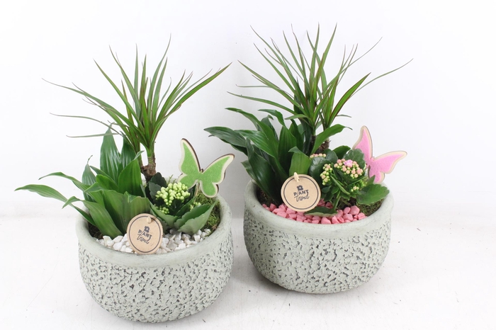 <h4>arr2 PL - Ker. barok green dracena - roze/wit</h4>