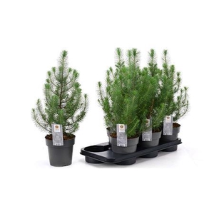 Pinus Silver Crest