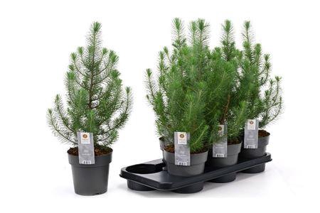 <h4>Pinus Silver Crest</h4>