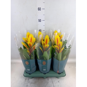 Vriesea  'Intenso Yellow Flame'