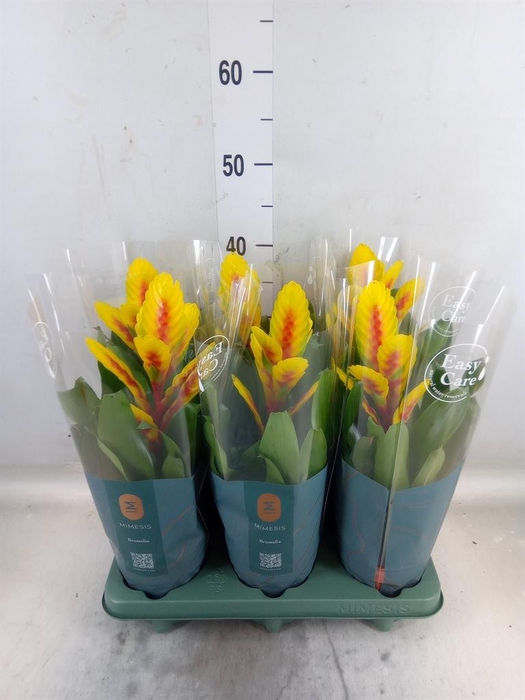 <h4>Vriesea  'Intenso Yellow Flame'</h4>