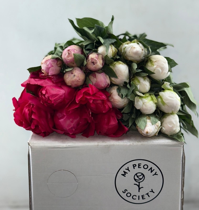 <h4>Paeonia Mix</h4>