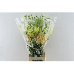 Gloriosa Caprice Pink