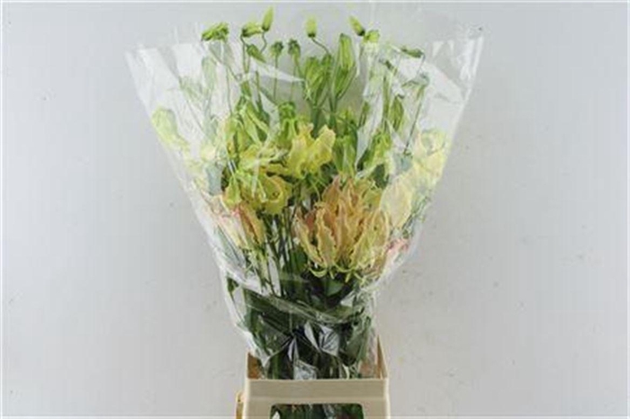 <h4>Gloriosa Caprice Pink</h4>