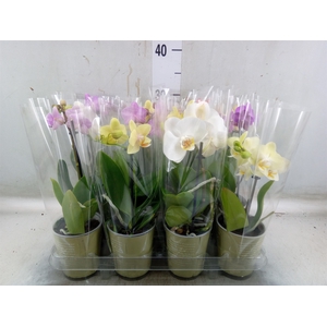 Phalaenopsis   ...mix