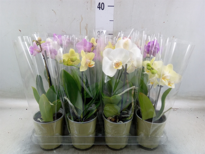 <h4>Phalaenopsis   ...mix</h4>
