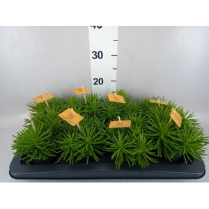 Senecio archeri 'Himalaya'