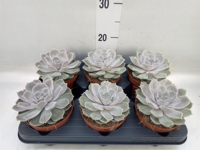 <h4>Echeveria lilacina 'Silver Pearl'</h4>