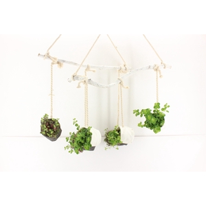 arr3 SN - Hanging branch mix