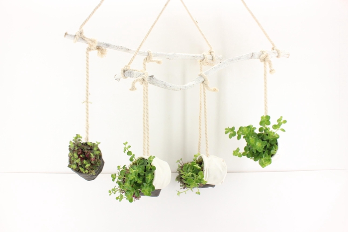 <h4>arr3 SN - Hanging branch mix</h4>