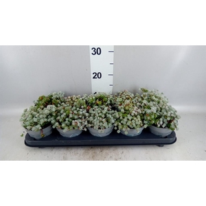 Sedum spathulifolium 'Cape Blanco'
