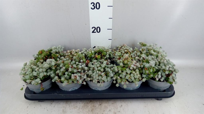<h4>Sedum spathulifolium 'Cape Blanco'</h4>