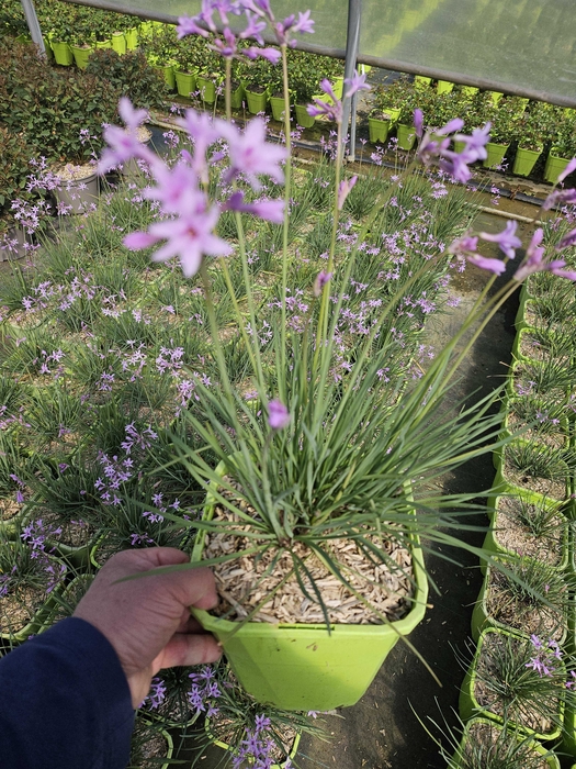Tulbaghia violacea