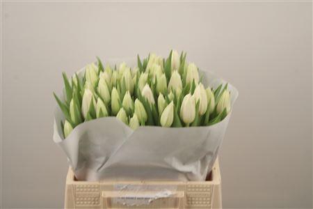 <h4>Tu Fr Cricko</h4>