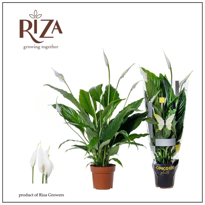 <h4>SPATH SWEET CHICO</h4>