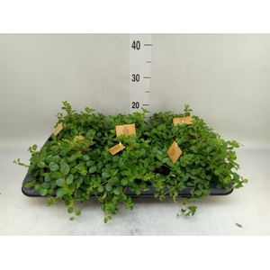 Peperomia rotundifolia