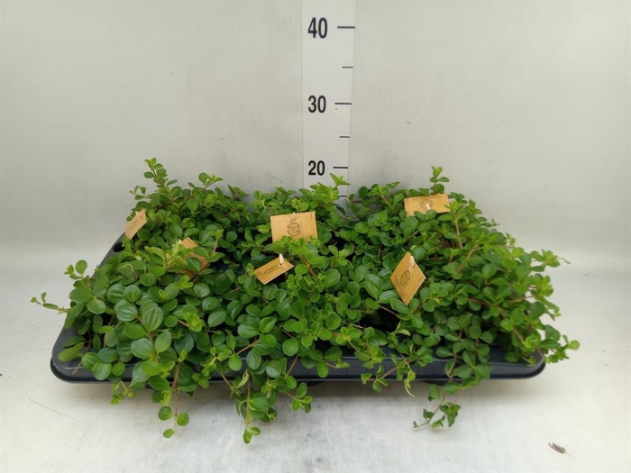 <h4>Peperomia rotundifolia</h4>