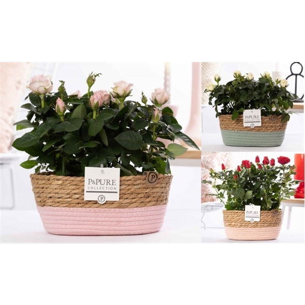 <h4>2x Rosa mix in P&PURE Fieldbasket 7</h4>