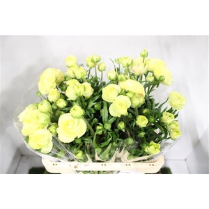 Ranunculus Moderna Dolce