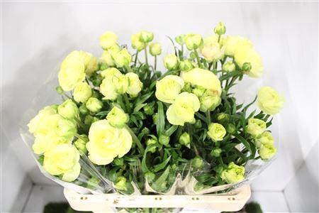 Ranunculus Moderna Dolce