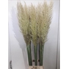 Cortaderia Selloana Evita
