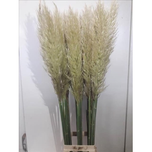 Cortaderia Selloana Evita