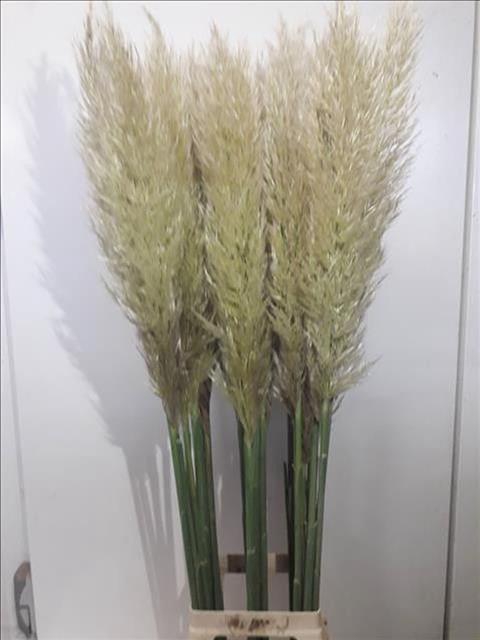 <h4>Cortaderia Selloana Evita</h4>