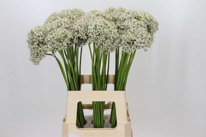 <h4>Allium Nigrum</h4>