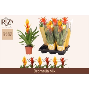 BROMELIA GEM 6 SRT