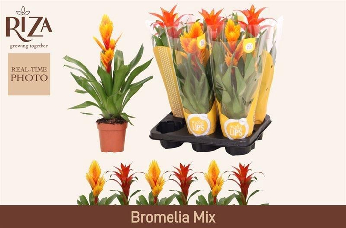 <h4>BROMELIA GEM 6 SRT</h4>