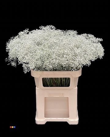 Gyps Million Star White Painted