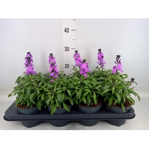 Erysimum linifolium 'Bowles Mauve'