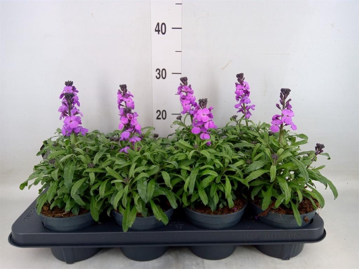 <h4>Erysimum linifolium 'Bowles Mauve'</h4>