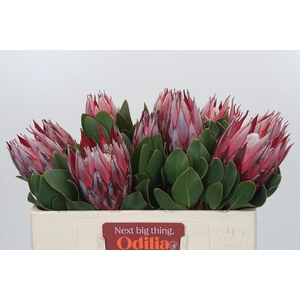 Protea Cynaroides Claire