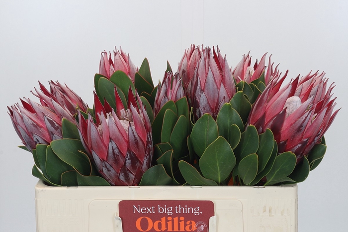 <h4>Protea Cynaroides Claire</h4>