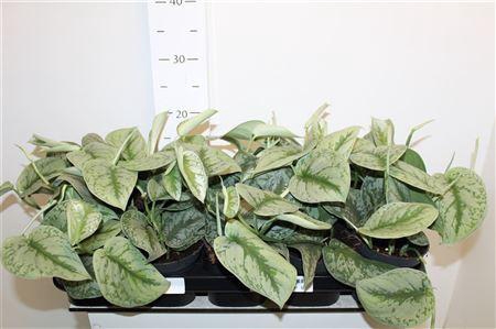 <h4>Scind Pict Trebie</h4>