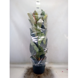 Ficus elastica 'Robusta'