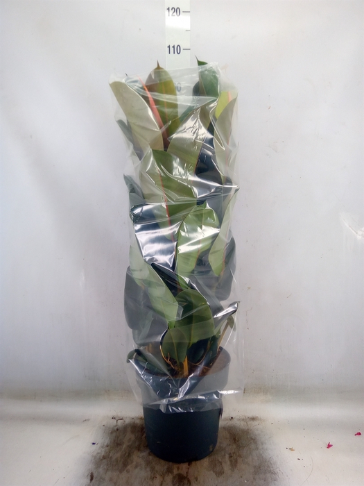 <h4>Ficus elastica 'Robusta'</h4>