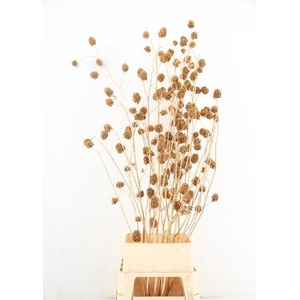 Glycyrrhiza Antique Gold Glitter