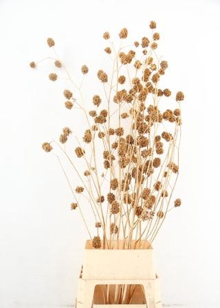 <h4>Glycyrrhiza Antique Gold Glitter</h4>